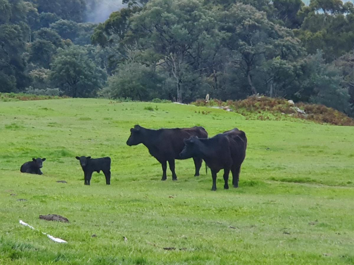Ruby'S Cottage Farm Stay Port Arthur Exterior foto